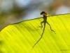 Anole