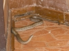 Mole Snake (Maulwurfsnatter)