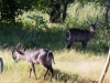 Elispen-Wasserbock