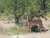 Grosses Kudu-Weibchen