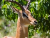 Schwarzfersenantilope/Impala