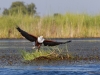 Schreiseeadler