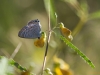 Lampides boeticus Long-tailed Blue (Großer Wander-Bläuling)