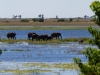 badende Elefanten und Flusspferde