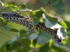 Mopane Raupe (wird in Afrika sehr häufig gegessen, gilt als Delikatese)