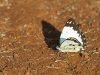 Belenois sp. (A Caper White)