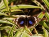 Junonia oenone