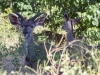 Kudu