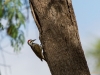 Namaspecht Dendropicos namaquus (Bearded woodpecker)