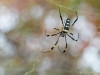 Senegal Seidenspinne