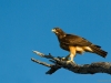 Steppenbussard