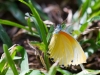 Mylothris agathina (Eastern Dotted Border) gepunkteter Rahmen