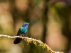 Green-Violet-Ear-Hummingbird