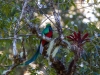 Quetzal (der Göttervogel Mittelamerikas)