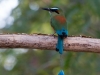 Blauscheitel-Motmot