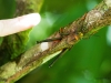 Kurzfühlerschrecke (bis12cm lang)