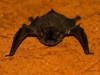 Glattnasenfledermaus