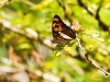 Adelpha Thesprotia