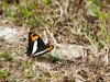 Adelpha Thesprotia