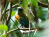 Blauscheitelmotmot