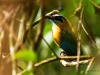 Blauscheitelmotmot