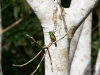 Braunschwanzamazilie (Kolibri)