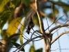 Braunschwanzamazilie (Kolibri)