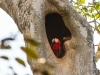 Rote Aras im Nest