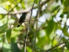 Stahlgrüne Amazilie (Kolibri)