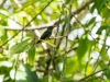Stahlgrüne Amazilie (Kolibri)