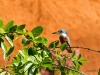 Rotbrustfischer (der größte Eisvogel)