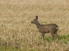 Rehe hinterm Gartenzaun