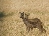 Rehe hinterm Gartenzaun