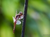 Orthemis Discolor