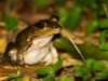 Costa Rica- oder Maskenlaubfrosch