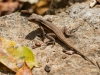 Anolis