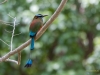 Blauscheitelmotmot