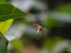 Stachelspinne (aus der Familie der Echten Radnetzspinnen)