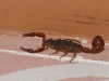 Dunkler Honduras-Skorpion (centruroides gracilis) -giftig-