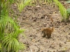 Nasenbär (von uns liebevoll Flaschenbürste genannt)