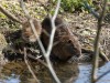 Nutria