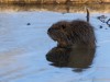 Nutria