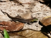 Ameiva quadrilineata 