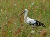 Storch