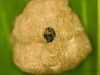 Termiten- oder Wespennest (Costa Rica)