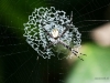 Argiope Savignyi-Spinne (Costa Rica)