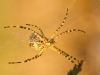 Radnetzspinne (argiope lobata) Weibchen