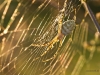 Radnetzspinne (argiope lobata) Weibchen