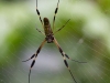 Seidenspinne (Costa Rica)