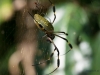 Seidenspinne (Costa Rica)